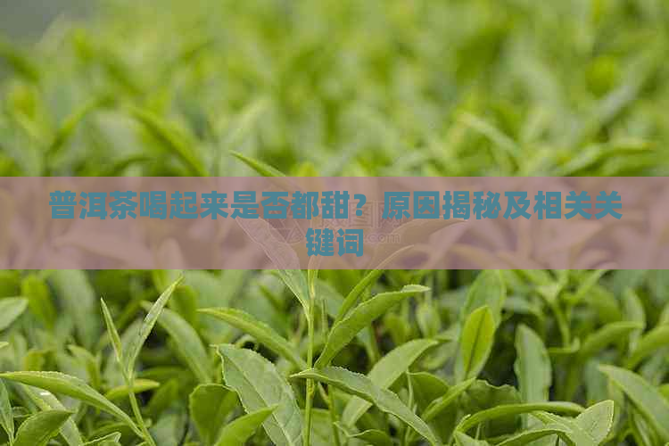 普洱茶喝起来是否都甜？原因揭秘及相关关键词