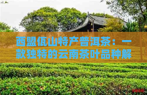 西盟佤山特产普洱茶：一款独特的云南茶叶品种解析