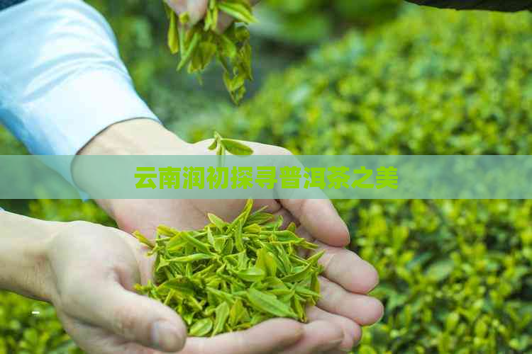 云南润初探寻普洱茶之美