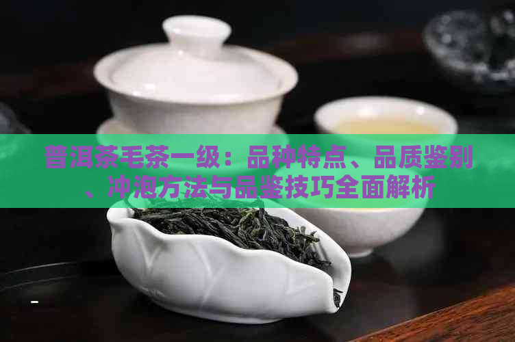 普洱茶毛茶一级：品种特点、品质鉴别、冲泡方法与品鉴技巧全面解析