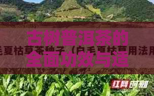 古树普洱茶的全面功效与适用症状解析：如何更大限度地利用这种神奇的茶？