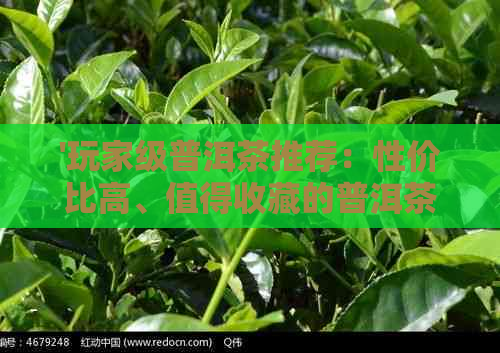 '玩家级普洱茶推荐：性价比高、值得收藏的普洱茶'