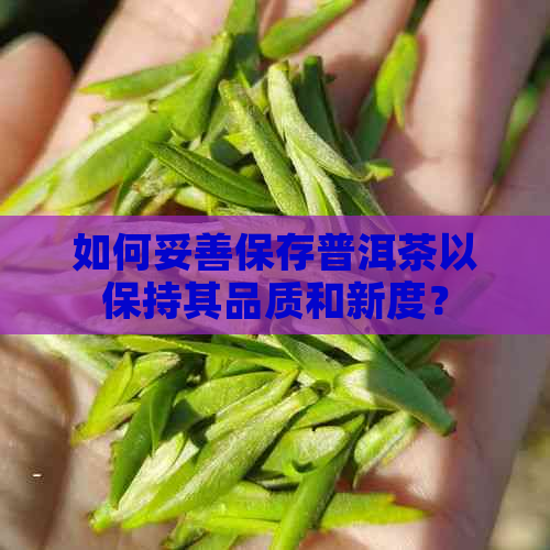 如何妥善保存普洱茶以保持其品质和新度？