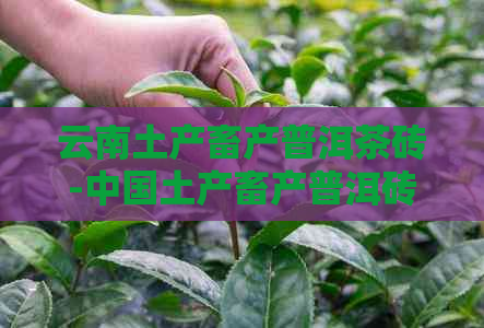 云南土产畜产普洱茶砖-中国土产畜产普洱砖茶价格