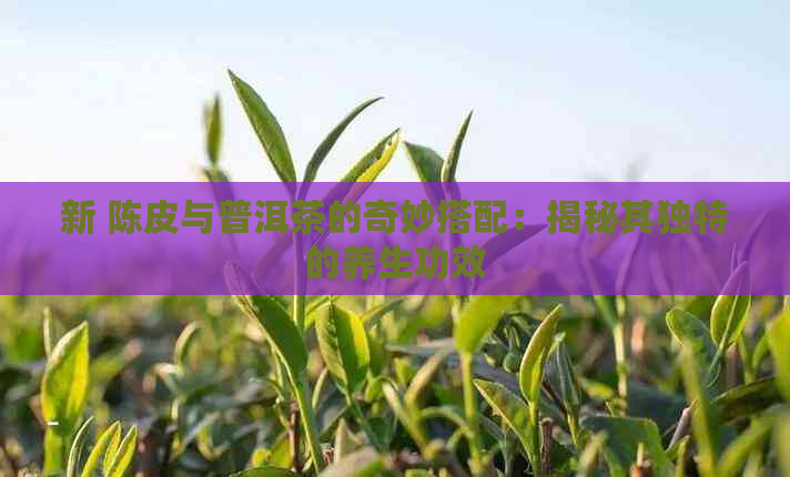 新 陈皮与普洱茶的奇妙搭配：揭秘其独特的养生功效