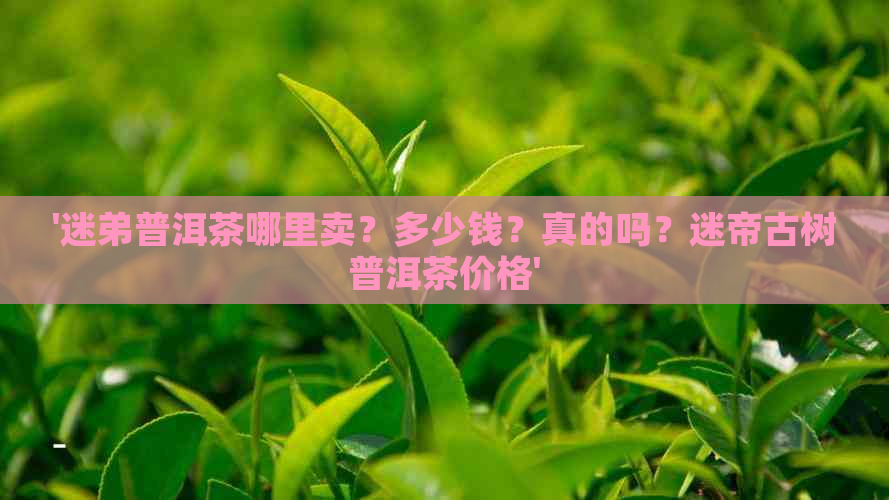 '迷弟普洱茶哪里卖？多少钱？真的吗？迷帝古树普洱茶价格'