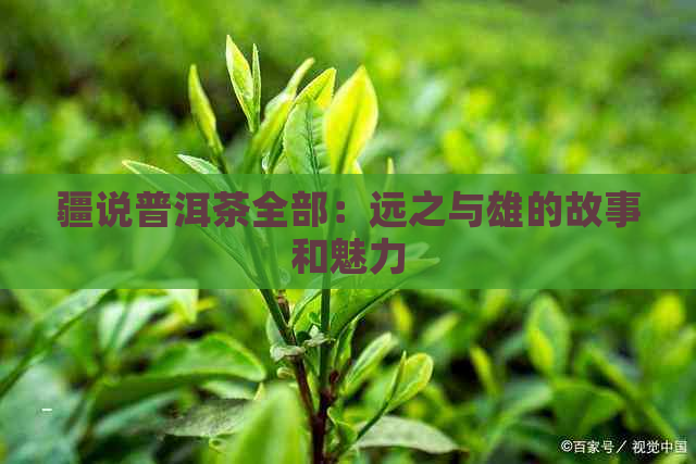 疆说普洱茶全部：远之与雄的故事和魅力