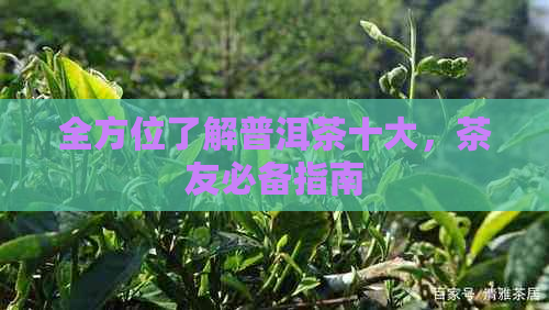 全方位了解普洱茶十大，茶友必备指南