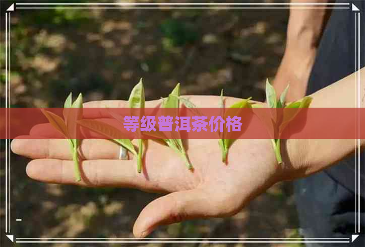 等级普洱茶价格