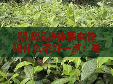 阴虚湿热体质女性喝什么茶好一点：有功效的调理茶推荐