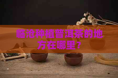 临沧种植普洱茶的地方在哪里？