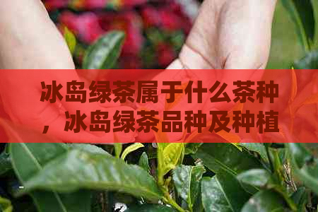 冰岛绿茶属于什么茶种，冰岛绿茶品种及种植方式解析