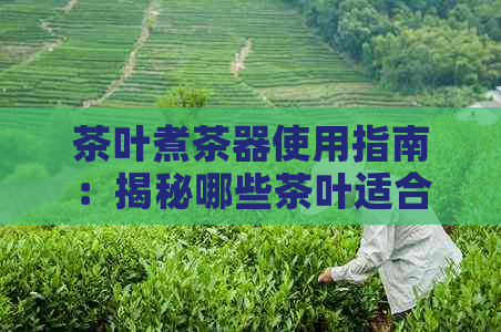 茶叶煮茶器使用指南：揭秘哪些茶叶适合用煮茶器冲泡