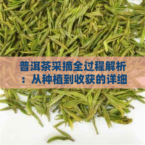 普洱茶采摘全过程解析：从种植到收获的详细技术指南