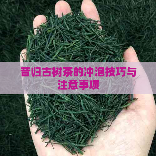 昔归古树茶的冲泡技巧与注意事项