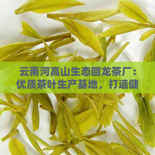 云南河高山生态回龙茶厂：优质茶叶生产基地，打造健饮品的理想之选