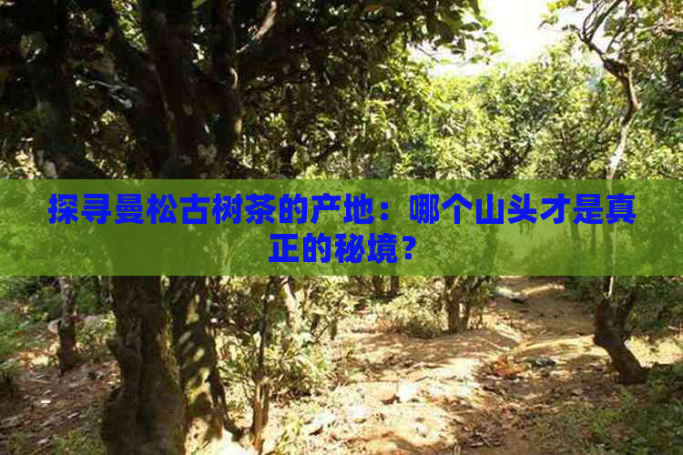 探寻曼松古树茶的产地：哪个山头才是真正的秘境？