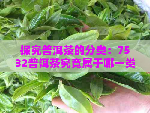 探究普洱茶的分类：7532普洱茶究竟属于哪一类？