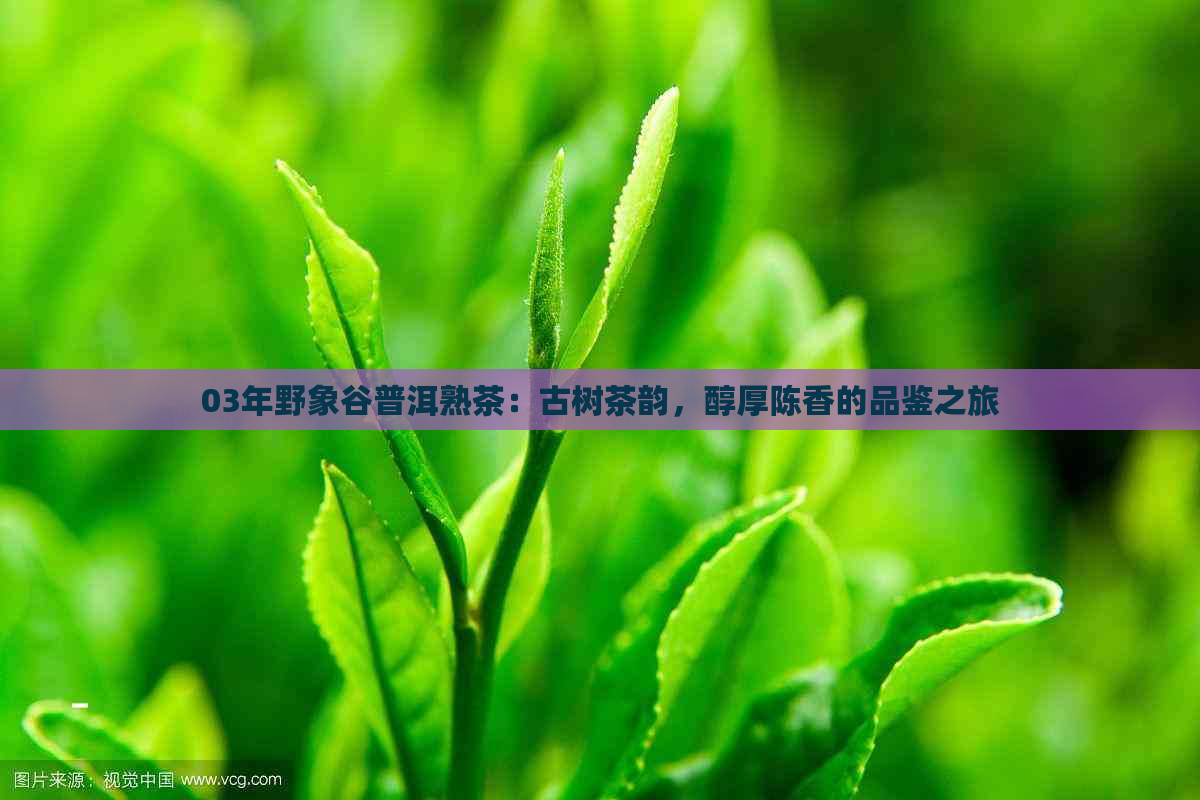 03年野象谷普洱熟茶：古树茶韵，醇厚陈香的品鉴之旅