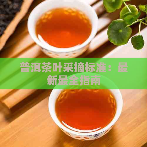 普洱茶叶采摘标准：最新最全指南