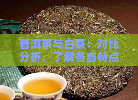 普洱茶与白茶：对比分析，了解各自特点及优劣，以便为您选择最适合的茶叶