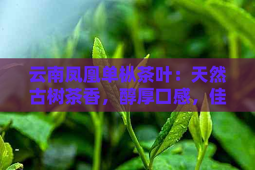 云南凤凰单枞茶叶：天然古树茶香，醇厚口感，佳品