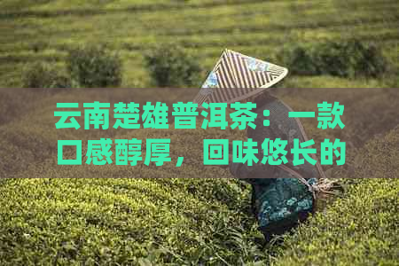 云南楚雄普洱茶：一款口感醇厚，回味悠长的优质茶叶体验