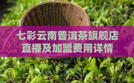 七彩云南普洱茶旗舰店直播及加盟费用详情