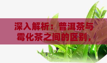 深入解析：普洱茶与霉化茶之间的区别，让你轻松辨别真伪！