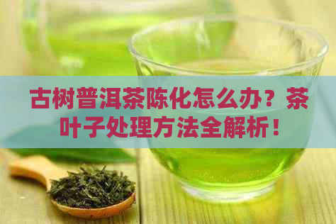 古树普洱茶陈化怎么办？茶叶子处理方法全解析！