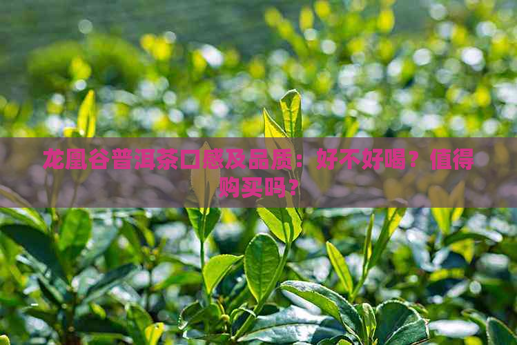 龙凰谷普洱茶口感及品质：好不好喝？值得购买吗？