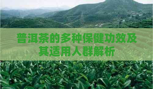 普洱茶的多种保健功效及其适用人群解析