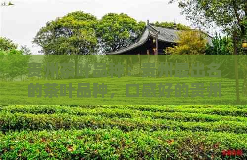 贵州茶叶品种：贵州最出名的茶叶品种，口感好的贵州茶叶品种列表