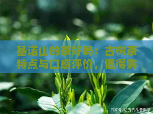 基诺山的茶好吗：古树茶特点与口感评价，值得购买吗？