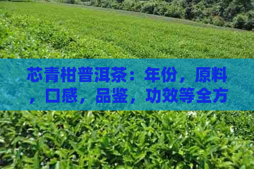 芯青柑普洱茶：年份，原料，口感，品鉴，功效等全方位解析