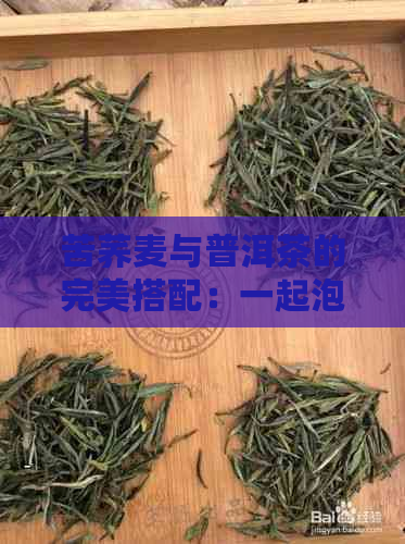 苦荞麦与普洱茶的完美搭配：一起泡还是分开泡？