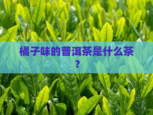 橘子味的普洱茶是什么茶？