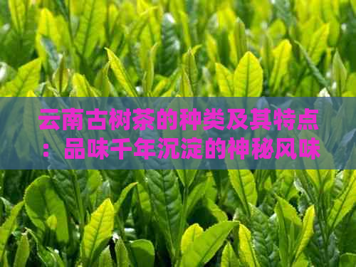 云南古树茶的种类及其特点：品味千年沉淀的神秘风味