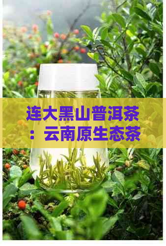 连大黑山普洱茶：云南原生态茶叶的瑰宝与代表