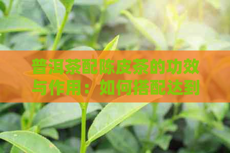 普洱茶配陈皮茶的功效与作用：如何搭配达到效果？