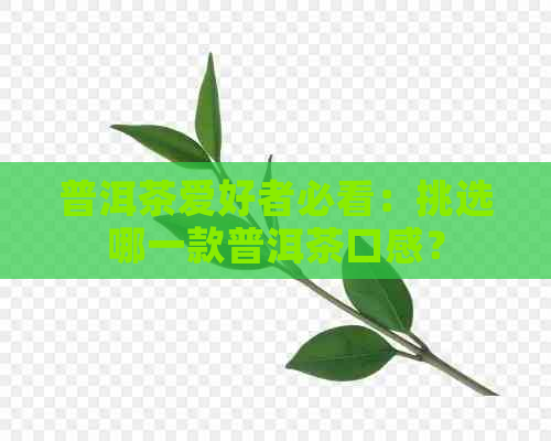 普洱茶爱好者必看：挑选哪一款普洱茶口感？