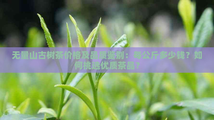 无量山古树茶价格及品质鉴别：每公斤多少钱？如何挑选优质茶品？