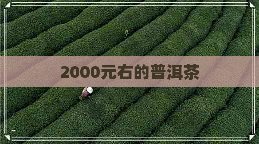 2000元右的普洱茶