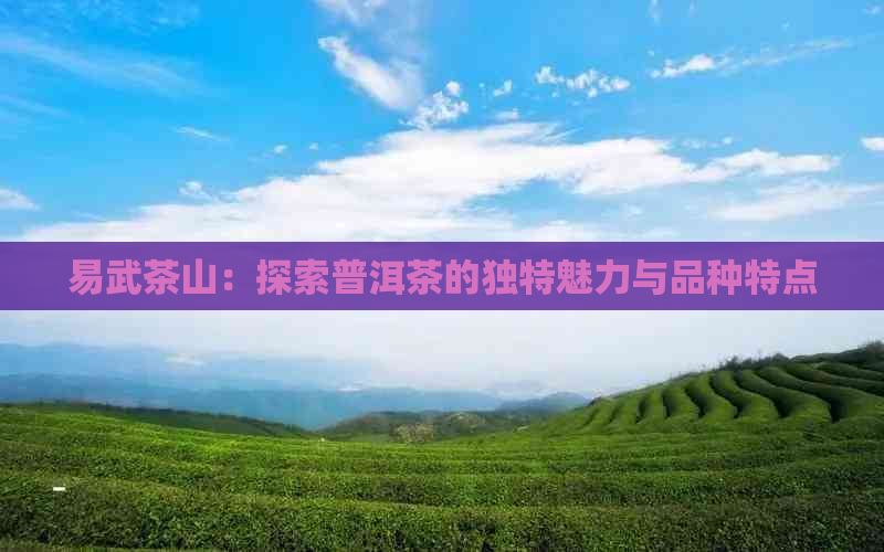 易武茶山：探索普洱茶的独特魅力与品种特点