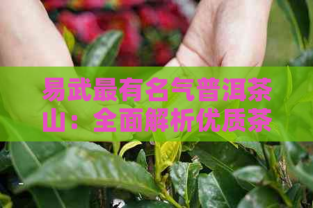 易武最有名气普洱茶山：全面解析优质茶区，你不可不知！