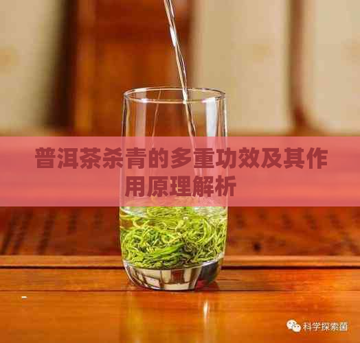 普洱茶杀青的多重功效及其作用原理解析