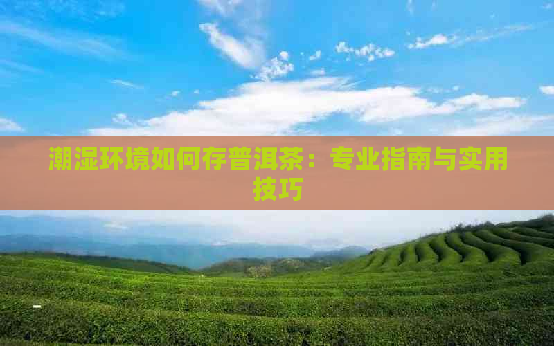 潮湿环境如何存普洱茶：专业指南与实用技巧