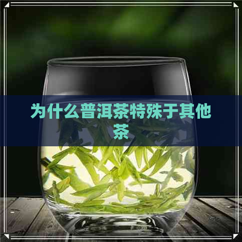 为什么普洱茶特殊于其他茶