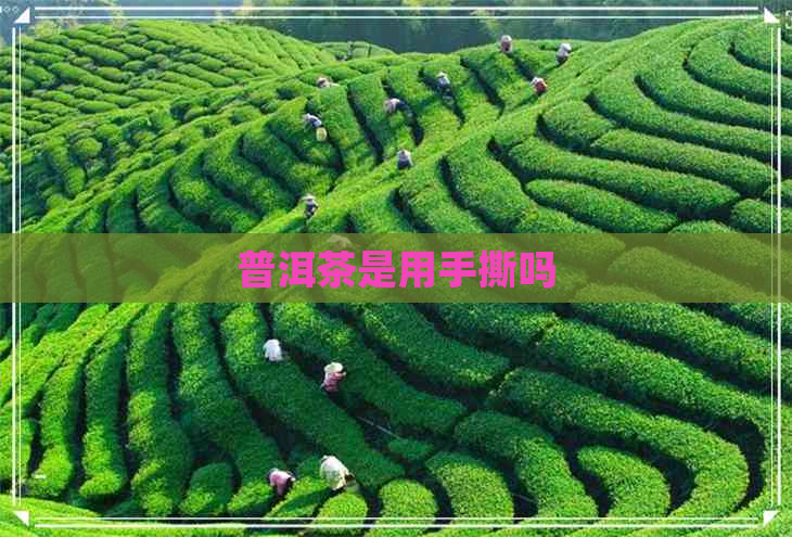 普洱茶是用手撕吗