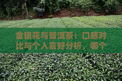 金银花与普洱茶：口感对比与个人喜好分析，哪个更适合你？